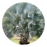 10 Mudas De Palmeira Azul (bismarckia