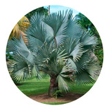 10 Mudas De Palmeira Azul (bismarckia Nobilis) 40cm A 60cm