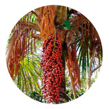 Cerrado