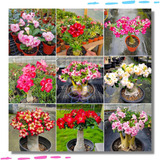 10 Mudas Rosa Deserto Dupla Tripla Quadrupla Especies Lindas