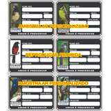 10 Placa Crachá Identificação De Pássaros Mod. P10