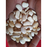 10 Sementes De Fava Branca Peruana