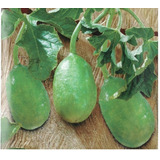 10 Sementes De Maxixe Liso De Calcutá