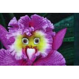 10 Sementes Orquídea Cara De Coruja