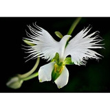 10 Sementes Orquídea Garça Branca Flor Rosa Planta Bonsai