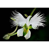 10 Sementes Orquídea Pomba Branca Flor. Bonsai Grama Jardins