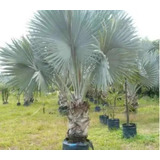 10 Sementes Palmeira Azul - Bismarckia Nobilis Para Mudas