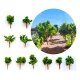 10 Miniaturas Árvores E Arbustos Para