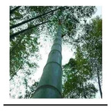 10 Mudas Bambu Mosso Gigante Alastrante
