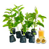 10 Mudas De Maracujá Azedo Frutífera