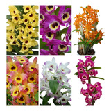 10 Mudas De Orquidea Dendrobium Promocao Frete Gratis