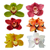 10 Mudas Lindas De Orquídeas Variadas Na Promoção