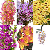 10 Mudas Lindas Orquídeas Dendrobium Na Promoção Frete Grati