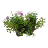 10 Mudas Mini Verbena Rasteira Sortida glandularia Tenera 