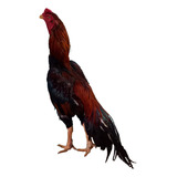 Linha