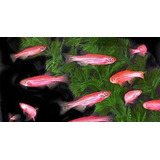 10 Peixes Paulistinha Rosa Coloração