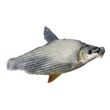 Peixes