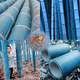 10 Sementes Bambu Azul 100 Como Plantar