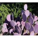 10 Sementes Cactos Opuntia Violacea V Santa Rita P Mudas