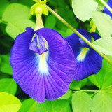 10 Sementes Cunhã Clitoria Ternatea P Muda Carta Registrada