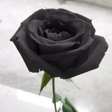 10 Sementes De Rosa Negra Black Exótica Para Plantio