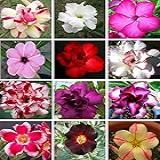 10 Sementes De Rosas Do Deserto Triplas Duplas E Simples Adenium Obesum Sortidas Kit N 02