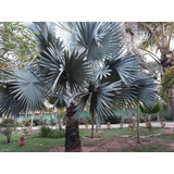10 Sementes Palmeira Azul Bismarckia Nobilis Para Mudas