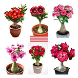 10 Sementes Rosa Do Deserto Mix P mudas Adenium