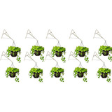 10 Suporte Xaxim Gancho Pendurar Vaso De Planta Parede 20cm