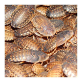 100 Baratas Dúbias Para Caranguejeiras/gecko/pogona/anfíbios