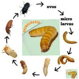 100 Larvas De Tenebrio Molitor + Brinde( + Algumas Larvas) 