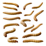100 Larvas De Tenébrios Gigantes +