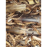 100 Larvas Molitor / 100 Larvas Gigantes / 2 Kg Farelo De Tr