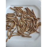Peixes