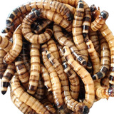 100 Larvas Vivas Tenébrios Gigantes
