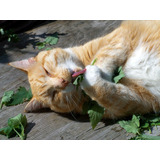 100 Sementes De Catnip Erva Gatuna