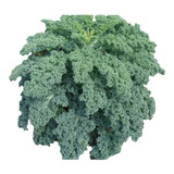 100 Sementes De Couve Crespa Anã Kale 