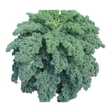 100 Sementes De Couve Crespa Anã Kale 