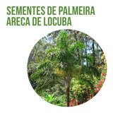 100 Sementes De Palmeira Areca De