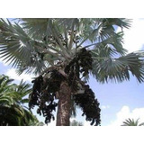 100 Sementes De Palmeira Azul Bismarckia Nobilis