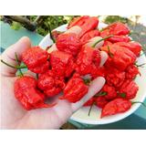 100 Sementes De Pimenta Carolina Reaper