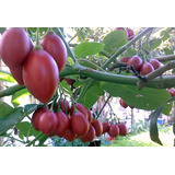 100 Sementes De Tomate De Arvore Italiano - Frete Gratis