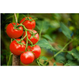 100 Sementes De Tomate Samambaia Vermelho