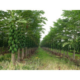 100 Sementes Mamão Formosa Cultivo Plantio
