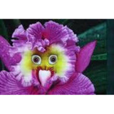 100 Sementes Orquídea Cara De Coruja