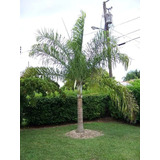 100 Sementes Palmeira Areca De Locuba/ Brindes
