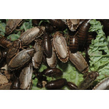 100 Baratas Cinerea Alimento Vivo Gecko aves peixe aranhas