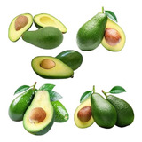 100 Folhas De Abacate Frescas Medicinal Orgânicas