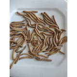 100 Larvas Tenébrios Gigante  Alim