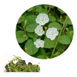 Jardim